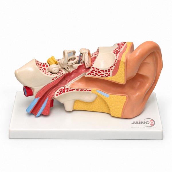 Human Internal Ear Model